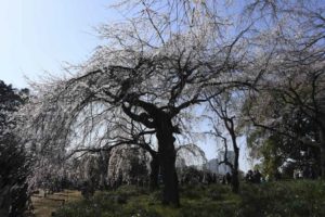 ［６］新宿御苑の枝垂れ桜は存在感抜群！
