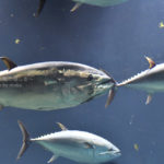 ［6］Nikon D5の高感度性能はいかに！？