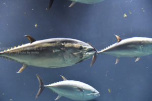 ［6］Nikon D5の高感度性能はいかに！？