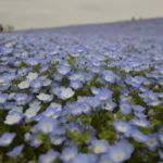 ［6］ひたちなか海浜公園のチューリップとネモフィラ