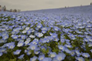 ［6］ひたちなか海浜公園のチューリップとネモフィラ