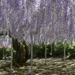 ［6］世界一の美しさを誇る大藤