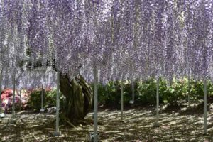 ［6］世界一の美しさを誇る大藤