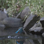 ［6］水面から飛び出す青い弾丸 ーカワセミの狩りー