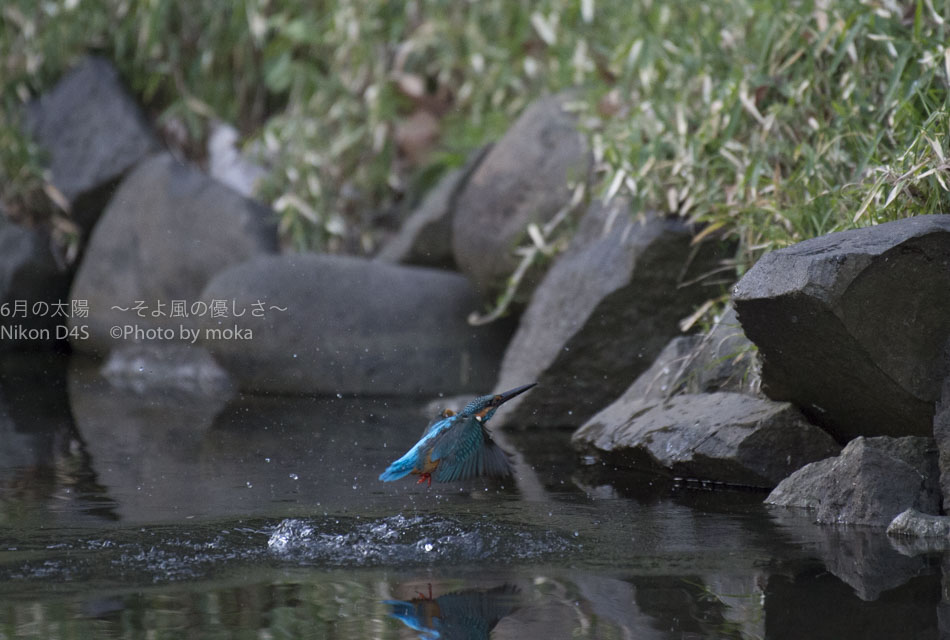 ［6］水面から飛び出す青い弾丸 ーカワセミの狩りー