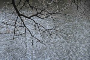 ［6］春の日差しと桜