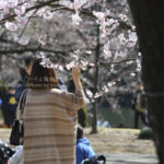 ［6］桜の花とカメラ女子と着物女子