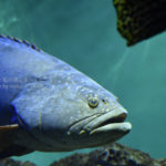 ［6］葛西臨海水族園はマグロだけじゃない！？