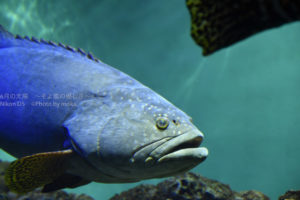 ［6］葛西臨海水族園はマグロだけじゃない！？