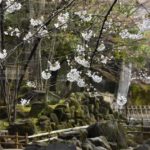 ［6］東京都北区の音無親水公園の桜