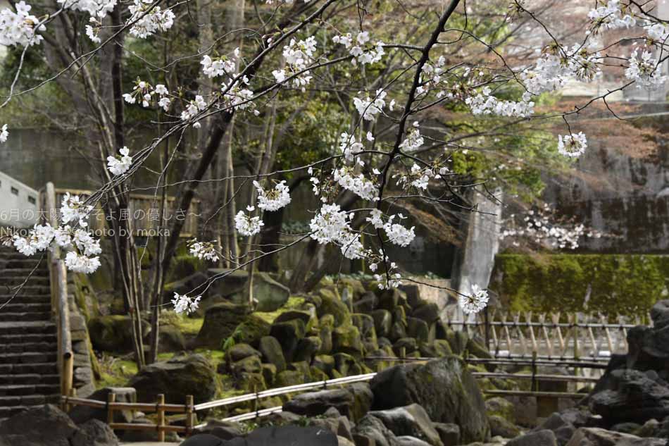 ［6］東京都北区の音無親水公園の桜
