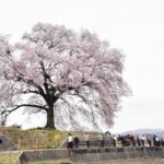 ［6］わに塚の桜の人気の秘密はどこに！？