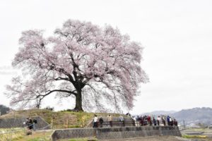 ［6］わに塚の桜の人気の秘密はどこに！？