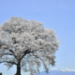 ［6］2016年 王仁塚の桜を撮りに。