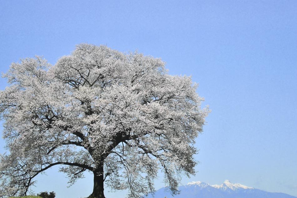 ［6］2016年 王仁塚の桜を撮りに。