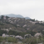 ［6］わに塚の桜と周辺の桜たち