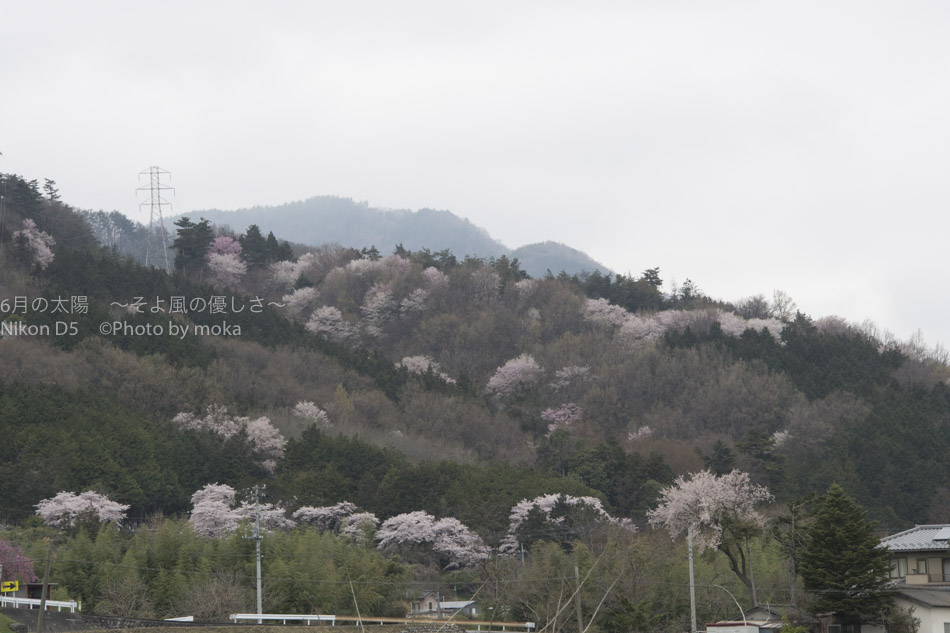 ［6］わに塚の桜と周辺の桜たち