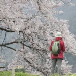 ［6］人々を惹き付ける大きな桜の木