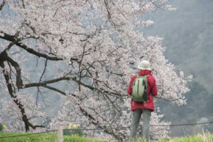 ［6］人々を惹き付ける大きな桜の木