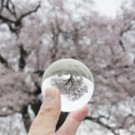 ［6］未来へつなぐ桜の木