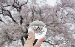 ［6］未来へつなぐ桜の木