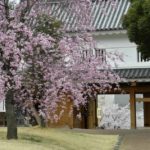 ［6］舞鶴城公園で歴史と桜に触れる