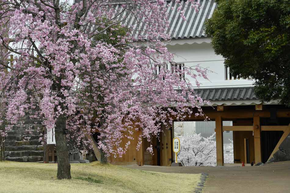 ［6］舞鶴城公園で歴史と桜に触れる
