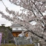 ［6］桜の花と城の跡