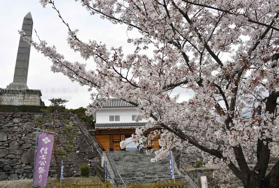 ［6］桜の花と城の跡