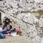 ［6］大切な人とお花見の時間