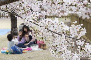 ［6］大切な人とお花見の時間