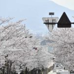 ［6］武田神社と桜の花