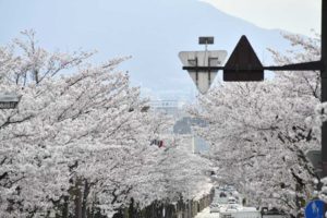 ［6］武田神社と桜の花