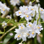 ［6］春の名脇役！？