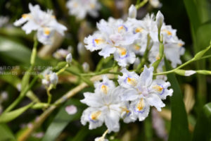 ［6］春の名脇役！？