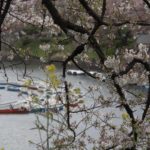 ［6］桜散り際の千鳥ヶ淵