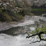 ［6］千鳥ヶ淵のお堀に浮かぶ桜の花びら