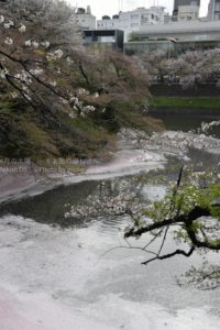 ［6］千鳥ヶ淵のお堀に浮かぶ桜の花びら