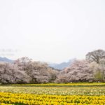 ［6］実相寺の桜と甲斐駒ケ岳