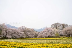［6］実相寺の桜と甲斐駒ケ岳