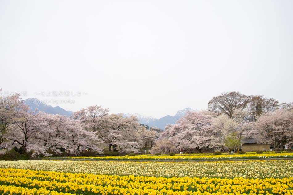［6］実相寺の桜と甲斐駒ケ岳