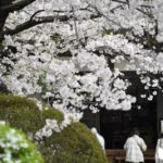 ［6］実相寺に咲く、そうそうたる桜の花
