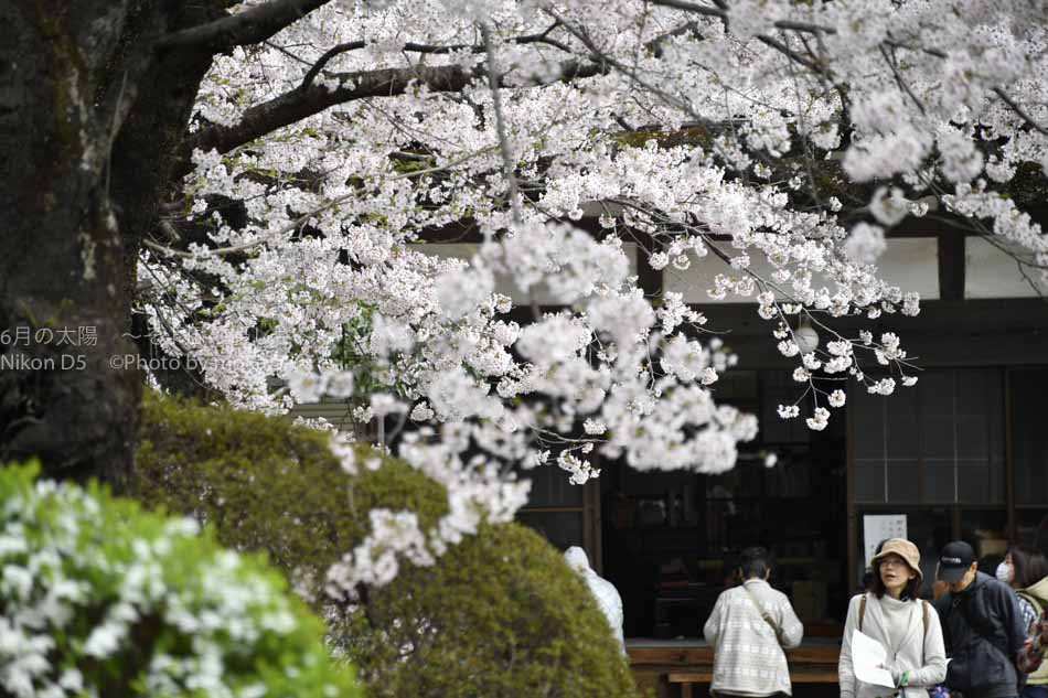 ［6］実相寺に咲く、そうそうたる桜の花