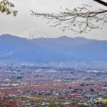 ［6］街全体をピンクに染める桃の花