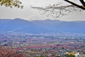 ［6］街全体をピンクに染める桃の花