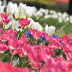 ［6］23万株のチューリップが満開