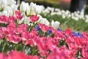 ［6］23万株のチューリップが満開