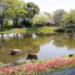 ［6］美しく咲き誇るチューリップ畑