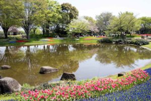 ［6］美しく咲き誇るチューリップ畑