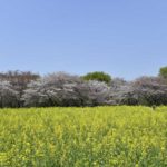 ［6］桜の花と菜の花と青い空